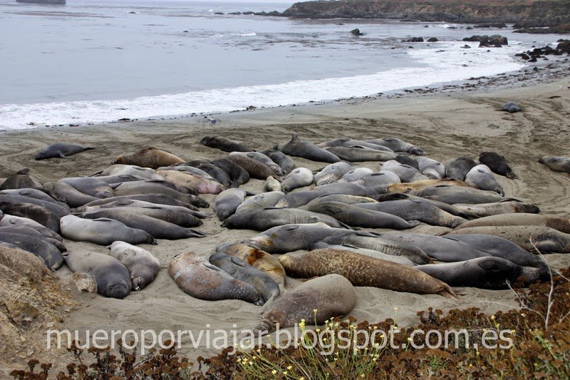 Leones marinos descansando en Piedras Blancas