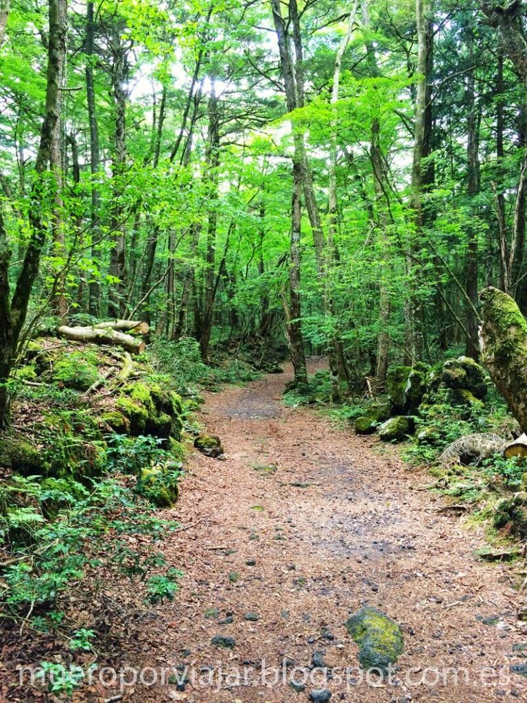 Camino interno del bosque de los suicidios - Aokigahara