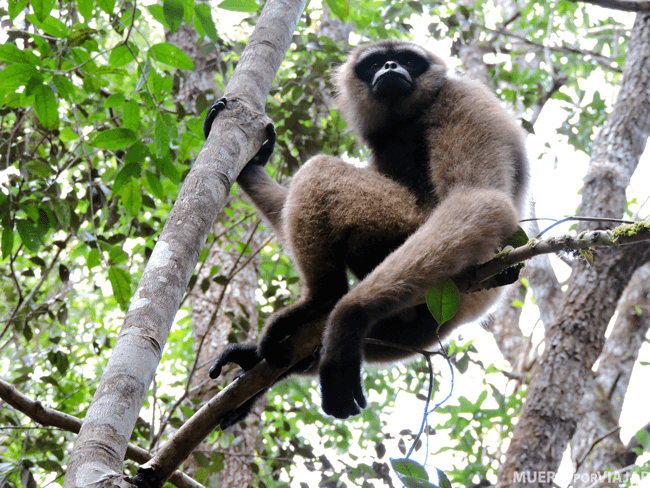 Mono en Borneo 